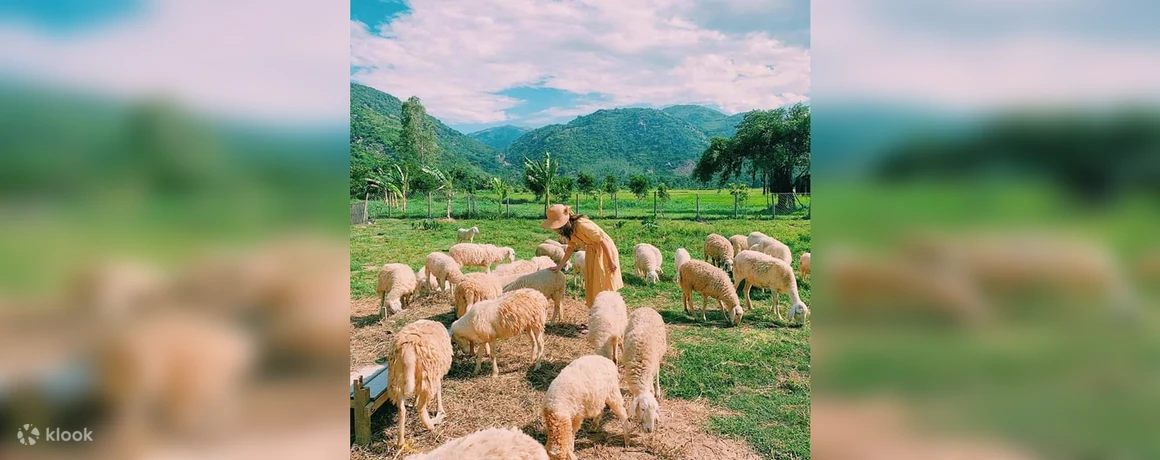 Đồng Cừu Vĩnh Hy Camping-Ninh Thuận